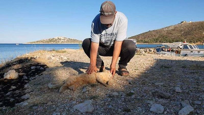 Sahile vuran balıkları yiyen 11 kedi zehirlendi: Yurttaşlardan balıkçılara tepki