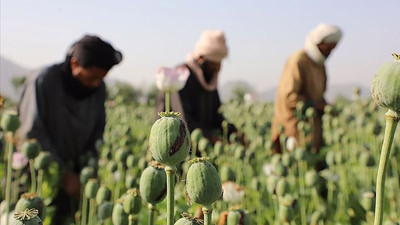 Taliban haşhaş tarlalarını yok edeceğini açıkladı