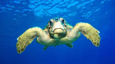 Küresel ısınma erkek caretta carettaların soyunu tüketiyor