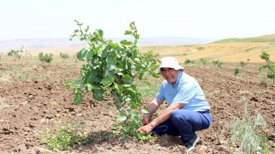 Fıstıkta Antep, Siirt ve Urfa'ya rakip çıktı: Diyarbakır'da FAO destekli fıstık ormanları kuruluyor