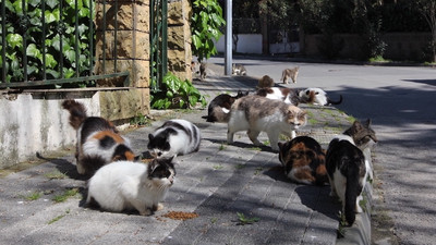 Adalar Belediyesi'nden 'kedi ölümlerine yol açan salgın' iddiasına yalanlama