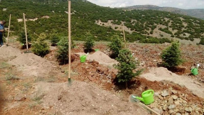 Ormancılar Derneği: Uyarmamıza rağmen Salda’ya yanlış fidan diktiler