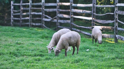 Yeni Zelandalı çiftçiler, kendi emisyonları için ödeme yapmayı teklif etti