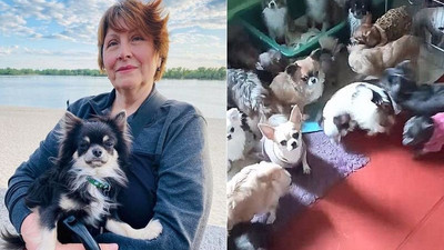 Mariupol’den kaçarken 30 köpeği de kurtaran Ukraynalı kadın: Önemli olan hayatta olmamız