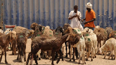 Sudan'da küçükbaş hayvan yüklü gemi battı: 16 bine yakın koyun öldü