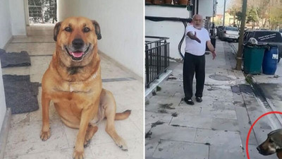 Daha önce de tehdit ettiği komşusunun köpeğini tüfekle öldürdü