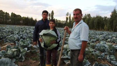 Erciş’te lahana hasadı başladı