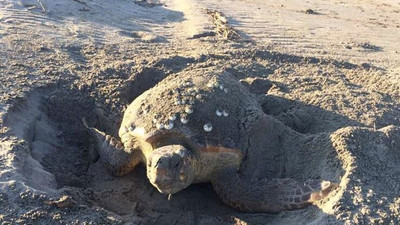 Patara Plajı'nda 86 caretta caretta yuva yaptı