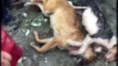 Bartın'daki selde ölen 56 köpek için 434 bin lira ceza kesildi