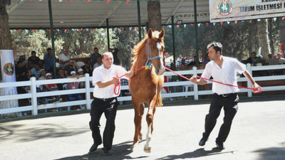 TİGEM'e tay satışından 3 milyon 686 bin liralık gelir