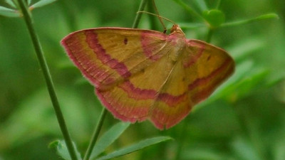 'Rhodostrophia' adlı kelebek türü Türkiye'de ilk kez görüntülendi