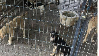 Bakımevinin bahçesinden gömülü köpek cesetleri çıktı: İlaçla öldürüldükleri düşünülüyor