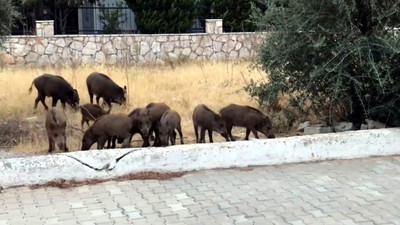 Didim'de domuzlar sitelerin bahçelerinde yiyecek aradı