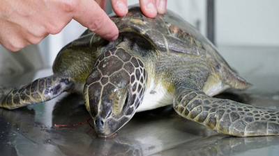 Japonya'da onlarca deniz kaplumbağası boyunlarından bıçaklanarak öldürüldü