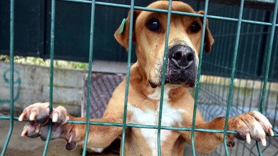 İzmir Barosu'ndan açıklama: Bayındır'da yüzlerce köpek katledildi