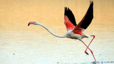 Flamingo yavrularında artış gözlemlendi