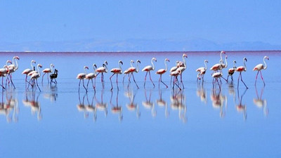 Tuz Gölü'ndeki flamingo ölümleri Meclis gündeminde: Gölü besleyen su kanalları neden açılmıyor?