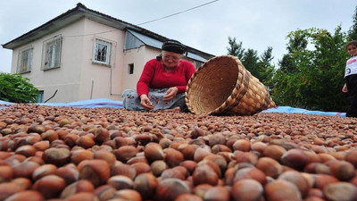 CHP, 2 Ağustos’ta Giresun'da fındık mitingi düzenleyecek