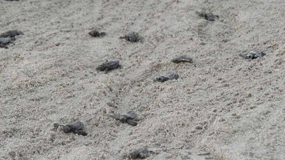 Patara Plajı'ndan 5 bininci yavru caretta caretta Akdeniz'e ulaştı