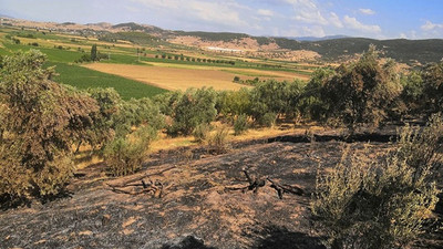 Nesin Vakfı’nın zeytinliklerini kundaklayanlar serbest