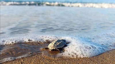 Su sıcaklığı 1 derece düştü, Belek'te caretta caretta yuvaları yüzde 61 azaldı