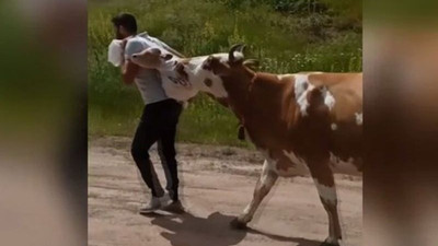 Arazide doğum yapan ineğin buzağısını sırtında taşıdı