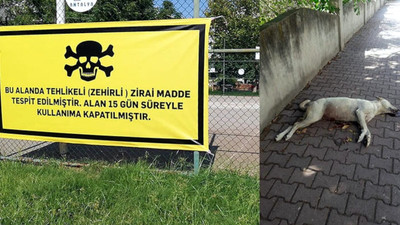 Antalya'daki köpek ölümlerine mahalleli çare arıyor