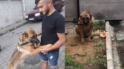 Bekçiyi ısırdığı için gözaltında tutulan köpek 'saldırgan değil' raporuyla özgür