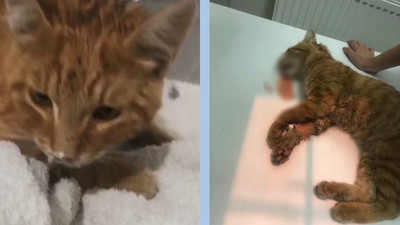 Çamaşır suyu ile kedi ölümlerine inceleme