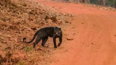 Hindistanlı çift uyurken leopar saldırısına uğradı: Adam öldü, kadın ise ağır yaralı