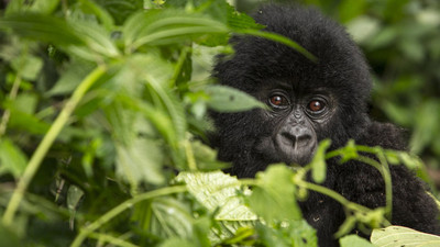 Bolluktan yok oluşa: WWF'e göre yaban hayatı popülasyonu yüzde 69 azaldı