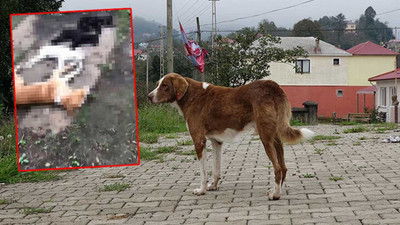 Trabzon'da 'Kimyasalla toplu köpek ölümü’ iddiasına soruşturma