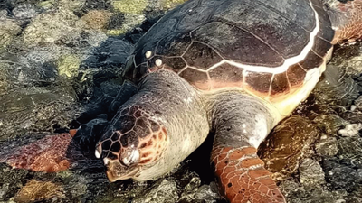 Datça sahilinde ölü caretta caretta bulundu