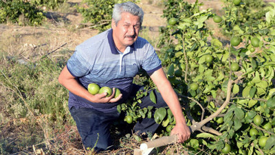 Limon bahçesindeki 600 ağacı köklerinden kestiler