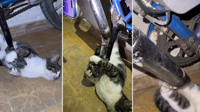 Bisikletin zincirine ayağı sıkışan kedi kurtarıldı