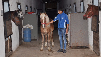 'FETÖ' soruşturmasında el konulan at ve köpek ihaleyle satıldı