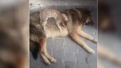 Kedi ile köpeğin dostluğu kıskandırdı