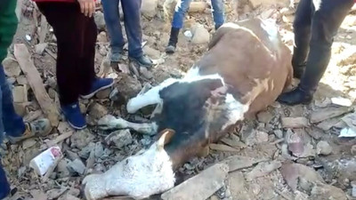 Maraş'ta bir inek, 300 saatin ardından enkazdan sağ kurtarıldı