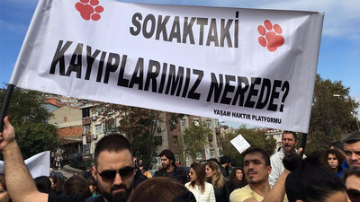 Eyüp Belediyesi sokak köpeklerine ne yapıyor?