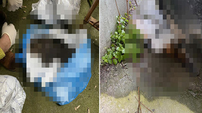 Kadıköy’de katliam: 34 kedi ölü bulundu