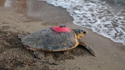 Caretta caretta 'Tuba' 20 bin kilometre yol gitti, sekiz milyon kişi izledi