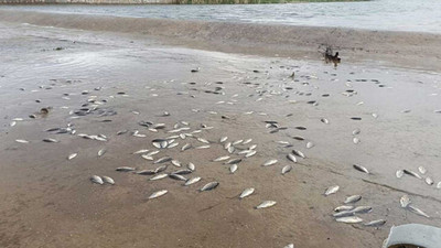 Yumurtladıktan sonra gölete dönemeyen binlerce balık öldü