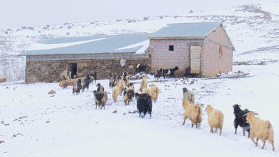 Yaylaya çıkarılan keçi ve koyunlar yağan karla yeniden ağıllara getirildi