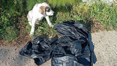 Üç kat poşet içinde ölüme terkedilen yavru köpek kurtarıldı