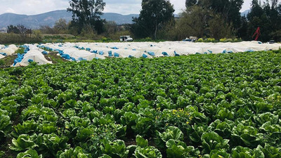 Defneli depremzede çiftçiden 'Ürünlerimizi alın' çağrısı ​​​​​​​