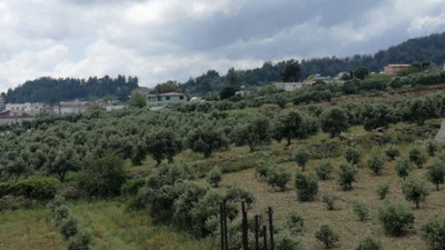 Depremzedelerin zeytin yetişen arazisi şehir hastanesi oluyor