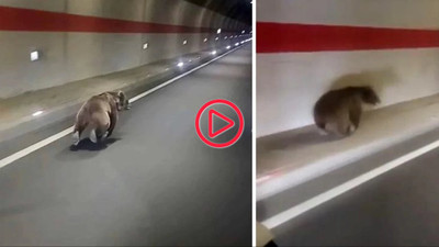 Rize'de bir yavru ayı tünelde koşarken görüntülendi