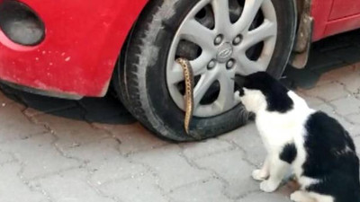 Avcılar'da otomobilin jantından yılan çıktı