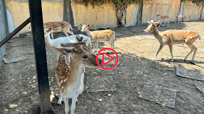 İstanbul'da villasını yabani hayvan çiftliğine çevirdi: Adli işlem başlatıldı