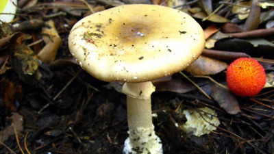 Çorum'da 14 kişi yedikleri mantardan zehirlendi